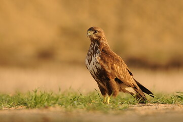 Milanos y ratoneros fotografiados en libertad en el campo en tierras abulenses
