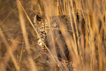 big male leopard is hiding in grass