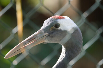 Close Up of Crane's Headshot