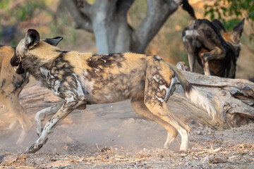 african wild dog, Moremi NP, Botswana