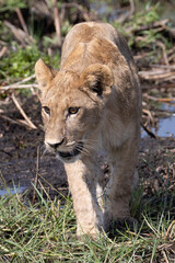 juvenile lion in the marshland of the Okavango delta