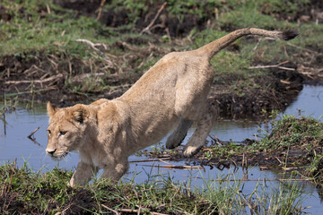 lions jump over a small water channel in the Okavango delta