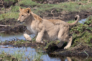 lions jump over a small water channel in the Okavango delta