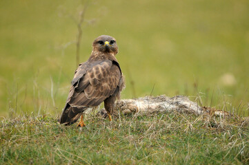 ratoneros y milanos en tierras abulenses,Avila.España