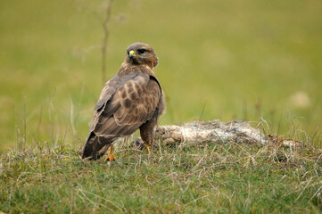 ratoneros y milanos en tierras abulenses,Avila.España