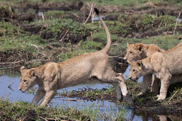 lions jump over a small water channel in the Okavango delta