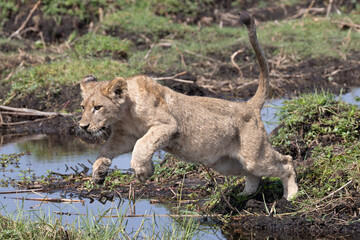 lions jump over a small water channel in the Okavango delta