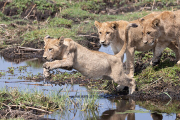 lions jump over a small water channel in the Okavango delta