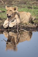 lion gets reflected in a lake