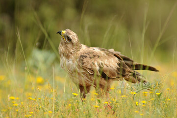 milanos y rfatoneros en el campo