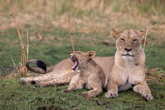portrait picture of a lioness with its yawning cub