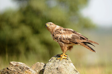 milanos y rfatoneros en el campo