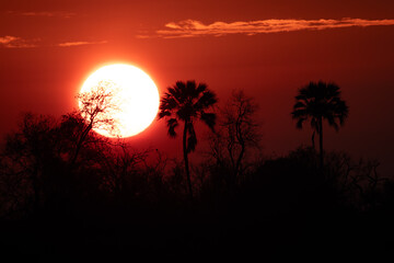 sunset in the african bush
