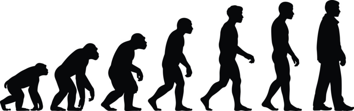 Silhouette of human evolution from ape to modern human, stages of evolution, natural progression, human development, biological transformation, ancestry and growth
