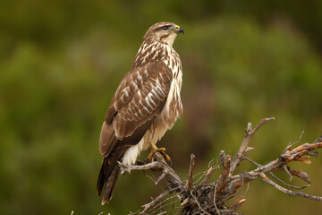 milanos y rfatoneros en el campo