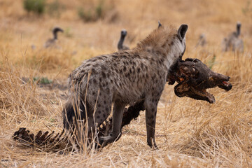 a spotted hyena pulls the carcass of a zebra