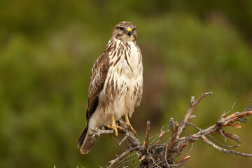 milanos y rfatoneros en el campo