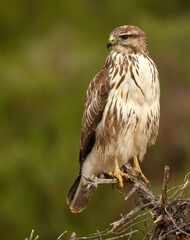 milanos y rfatoneros en el campo