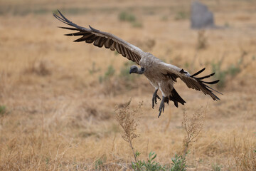landing white-backed vulture 