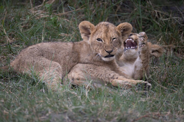two playing lion cubs