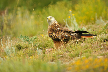 milanos y rfatoneros en el campo