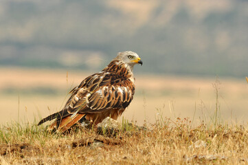 milanos y rfatoneros en el campo