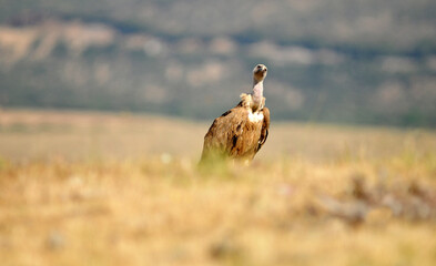 milanos y rfatoneros en el campo