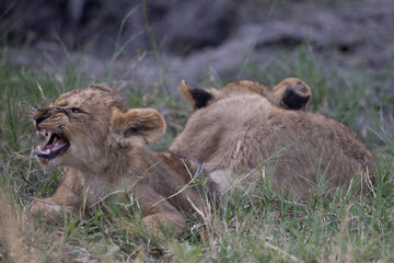 yawning lion cubs