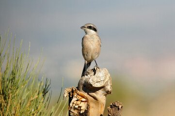 milanos y rfatoneros en el campo