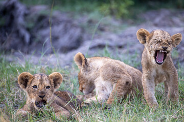 yawning lion cubs