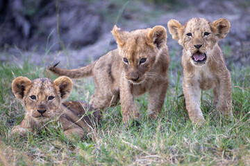 3 very cute (and sleepy) lion cubs