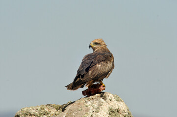 milanos y rfatoneros en el campo