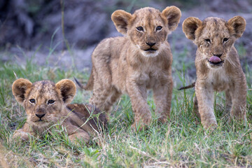 3 very cute (and sleepy) lion cubs