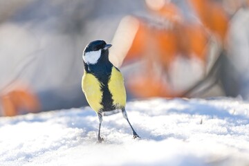 Winter scene with a great tit. Parus major