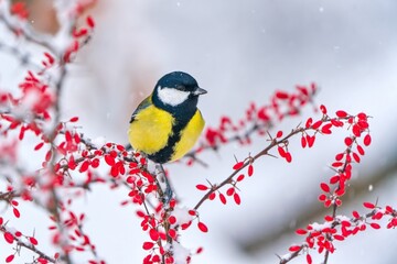 A cute great tit soits on a bush with red berries. Winter scene with a great tit. Parus major