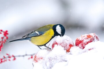 A great tit sits on a fallen apple and eats in winter. Winter scene with a great tit. Parus major