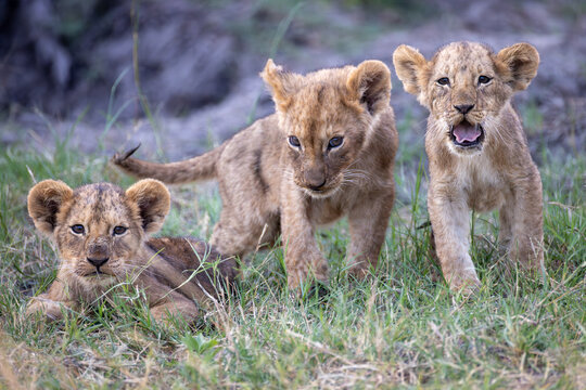 3 very cute (and sleepy) lion cubs