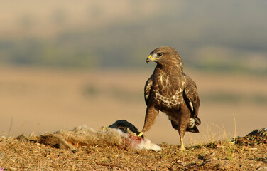 milanos y rfatoneros en el campo