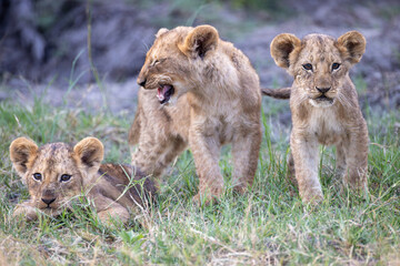 yawning lion cubs