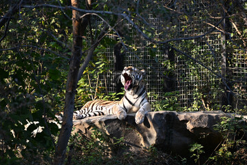a big brown tiger yawn in the zoo in sunny afternoon 
