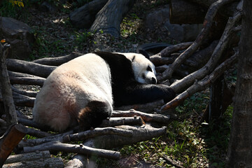 a giant panda sleep on the wood platform in sunny afternoon in the zoo