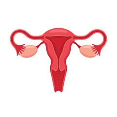 Detailed illustration of the human female reproductive system, including uterus, fallopian tubes, and ovaries, isolated on white background.