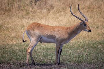 lechwe antelope in Moremi NP