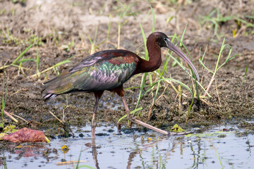 hadada ibis