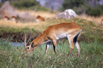 lechwe antelope in Moremi NP © Marcel