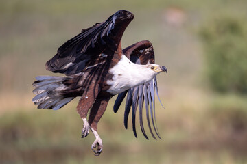 african fish eagle in flight