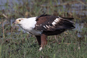an african fish eagle eats its prey