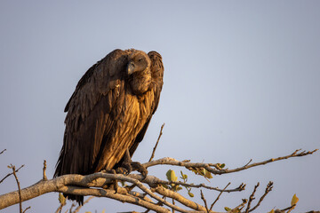 white-backed vulture