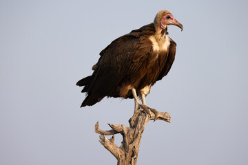 lappet-faced vulture on a tree