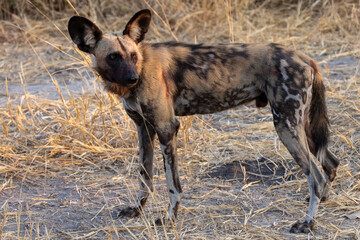 Fototapeta premium a wild dog in Moremi NP, Botswana